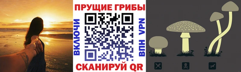 блэк спрут ссылка  Кировград  Галлюциногенные грибы Psilocybine cubensis 